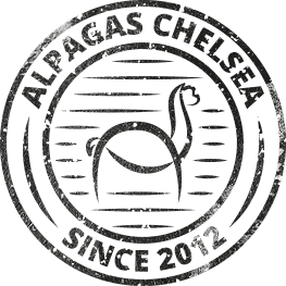 Alpagas Chelsea since 2012